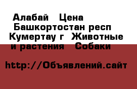 Алабай › Цена ­ 5 000 - Башкортостан респ., Кумертау г. Животные и растения » Собаки   